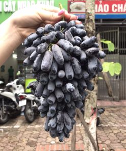 Nho hình ngón tay nhập khẩu Mỹ